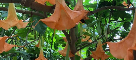 9 bedrooms House in Absheron, Azerbaijan No. 1182 26