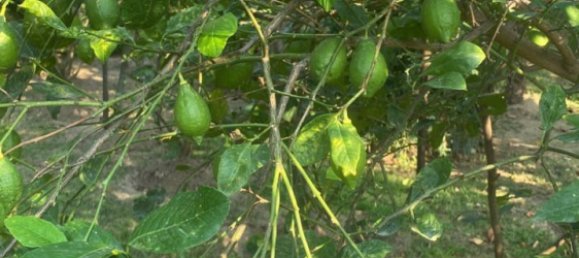 9 bedrooms House in Absheron, Azerbaijan No. 1182 12