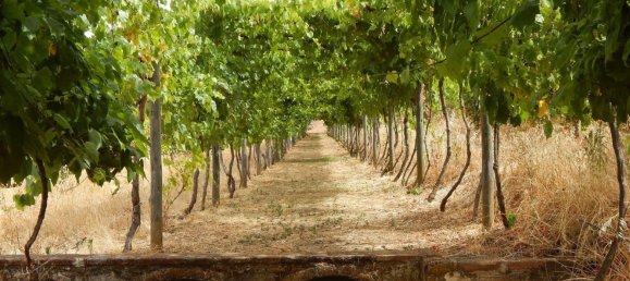 10 bedrooms Castles in Vila de Frades, Portugal No. 113057 6