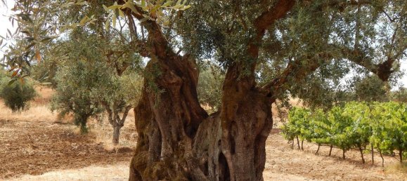 10 bedrooms Castles in Vila de Frades, Portugal No. 113057 7