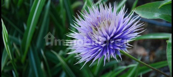 2 غرف نوم فيلا في Sassello, Italy رقم 351182 47