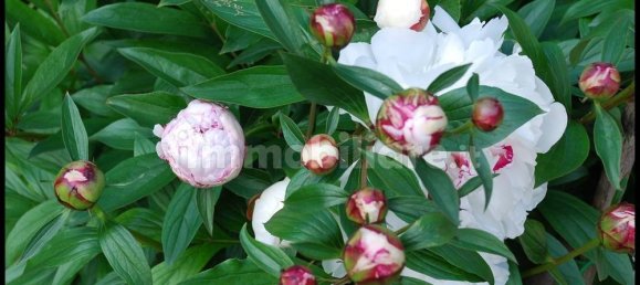 2 غرف نوم فيلا في Sassello, Italy رقم 351182 48