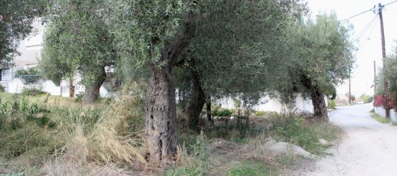 Отель, гостиница 3503м² в Халкидики, Греция № 8054 4