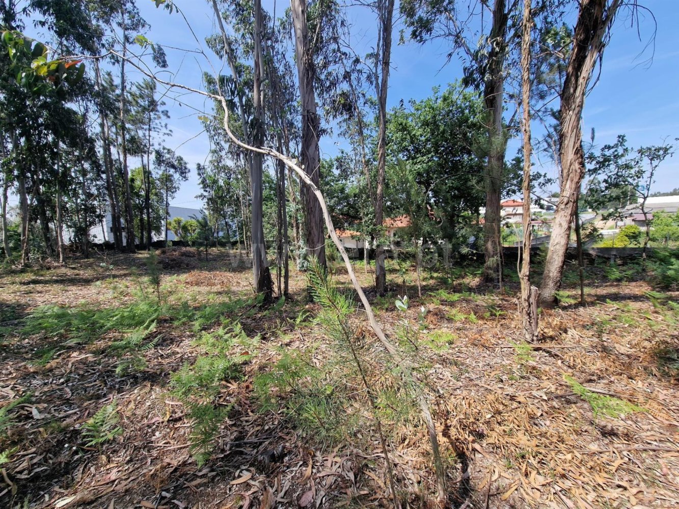  Land in Santo Tirso, Portugal No. 231807