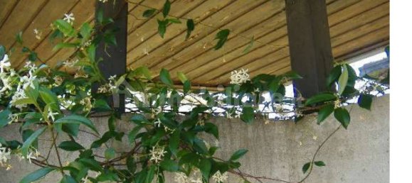 3 Schlafzimmer Wohnung in Gallarate, Italy, Nr. 295263 7