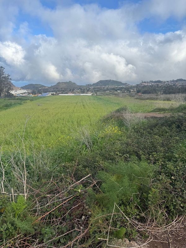 3526m² Land in Tacoronte, Spain No. 237668