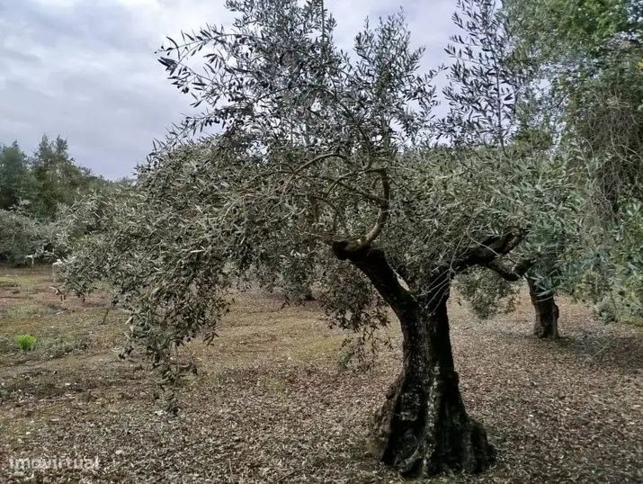 Terreno em Tomar, Portugal 3000 m² N.º 341246