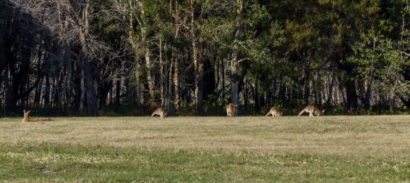 5 bedrooms House in Bongaree, Australia No. 389 23