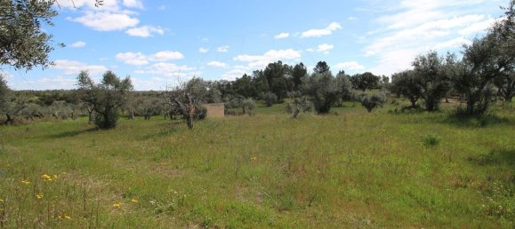 Terrain à Castelo Branco, Portugal 7600m² No. 91355 24