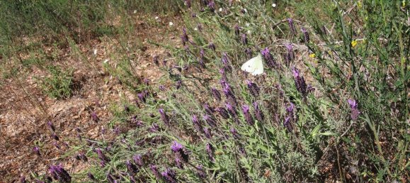 Terrain à Castelo Branco, Portugal 7600m² No. 91355 10