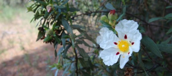 Terrain à Castelo Branco, Portugal 7600m² No. 91355 9