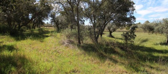 Terrain à Castelo Branco, Portugal 7600m² No. 91355 17