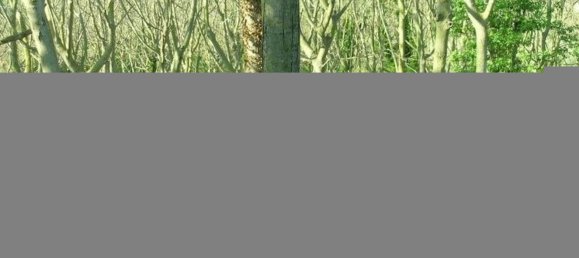 Studio in Campofilone, Italy, Nr. 178380 22