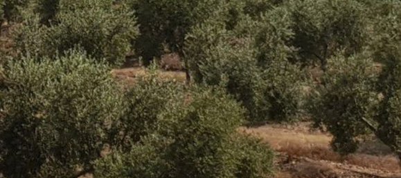 4149m² Land in Onda, Spain No. 150657 4