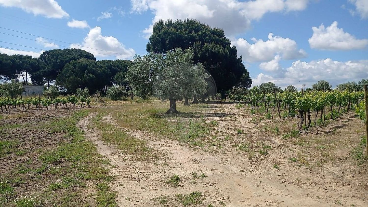 Land in Vale de Santarem, Portugal No. 235315