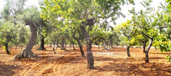 Studio à Castellana Grotte, Italy No. 22714 5