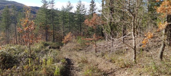 239440m² Land in Santa Fiora, Italy No. 257000 22