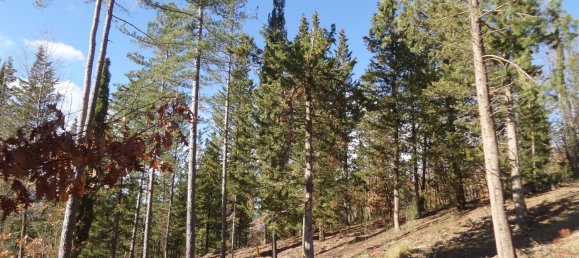 239440m² Land in Santa Fiora, Italy No. 257000 13