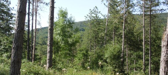 239440m² Land in Santa Fiora, Italy No. 257000 24