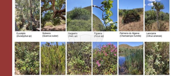 Terrain à Mexilhoeira Grande, Portugal 209000m² No. 71570 19