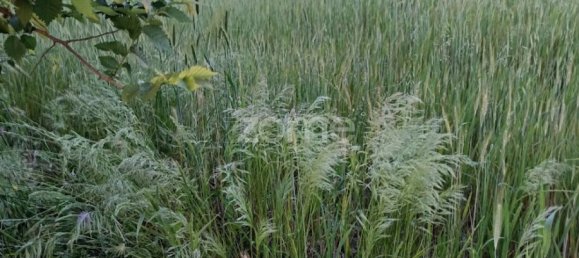 Terrain à Campo Maior, Portugal No. 86892 10
