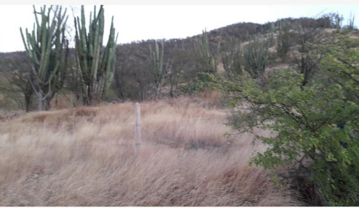  Land in Guadalajara de Buga, Colombia No. 847