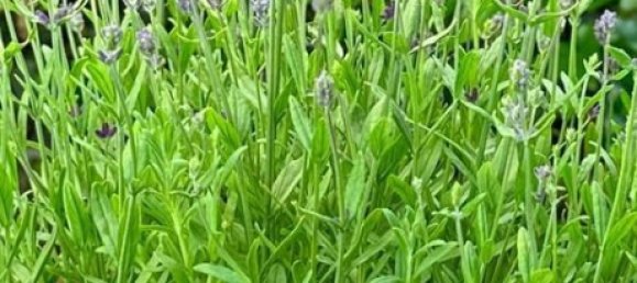 Квартира с 2 комнатами в Forchheim, Германия № 295755 16