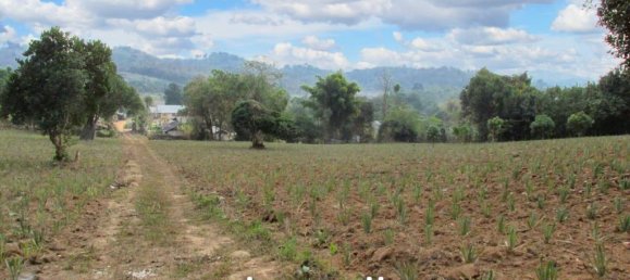  Commercial property in Chiang Rai, Thailand No. 16831 3