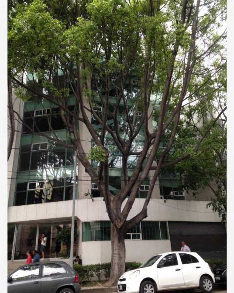 Здание в Мехикали, Мексика № 202293