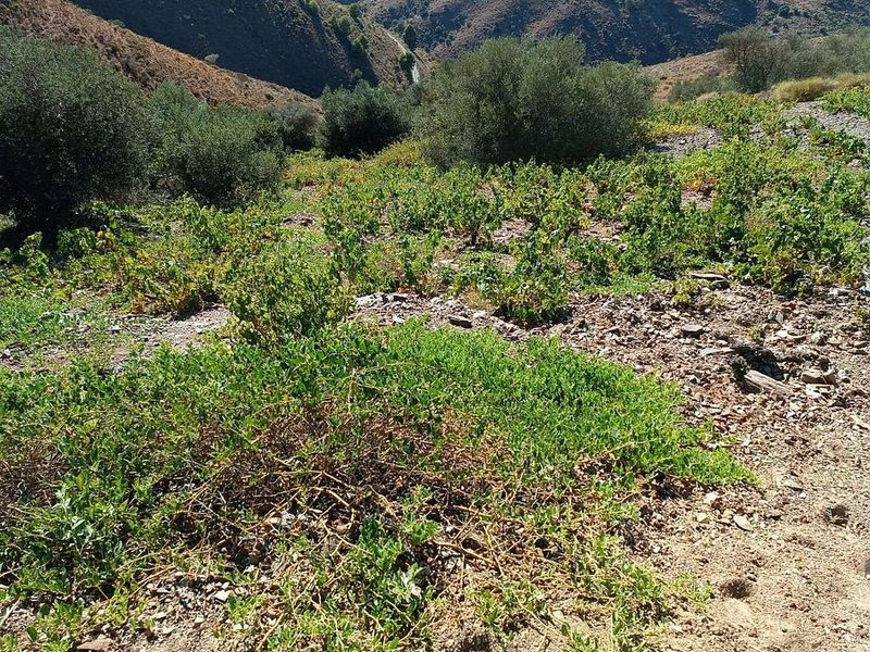 10000m² Land in Moclinejo, Spain No. 226792