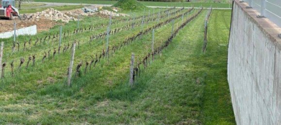 2250m² Land in Purbach am Neusiedler See, Austria No. 71709 2