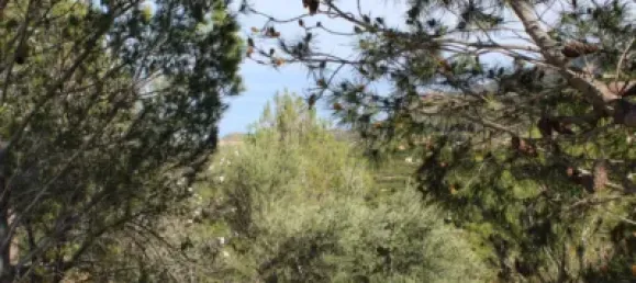  Land in Alzira, Spain No. 97164 22