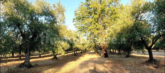 Terrain à Andria, Italy 7000m² No. 260072 3