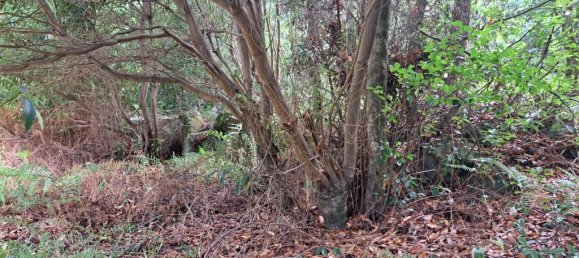 Grundstück in Sao Vicente, Portugal 2353m², Nr. 219158 13