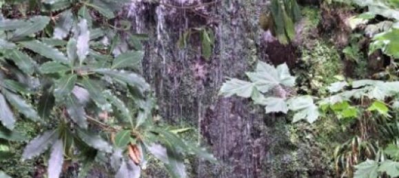 Grundstück in Sao Vicente, Portugal 2353m², Nr. 219158 14