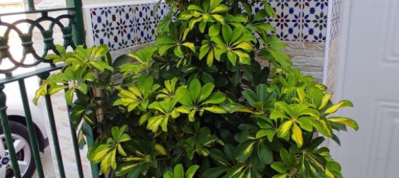 3 غرف نوم فيلا في Coin, Spain رقم 133945 44