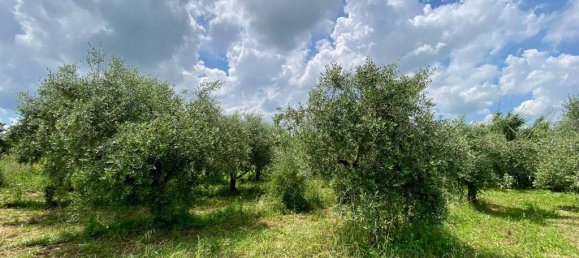 Grundstück in San Cesareo, Italy 8000m², Nr. 126668 19