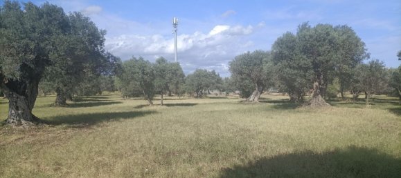  قطعة أرض في Siderno, Italy رقم 344353 6