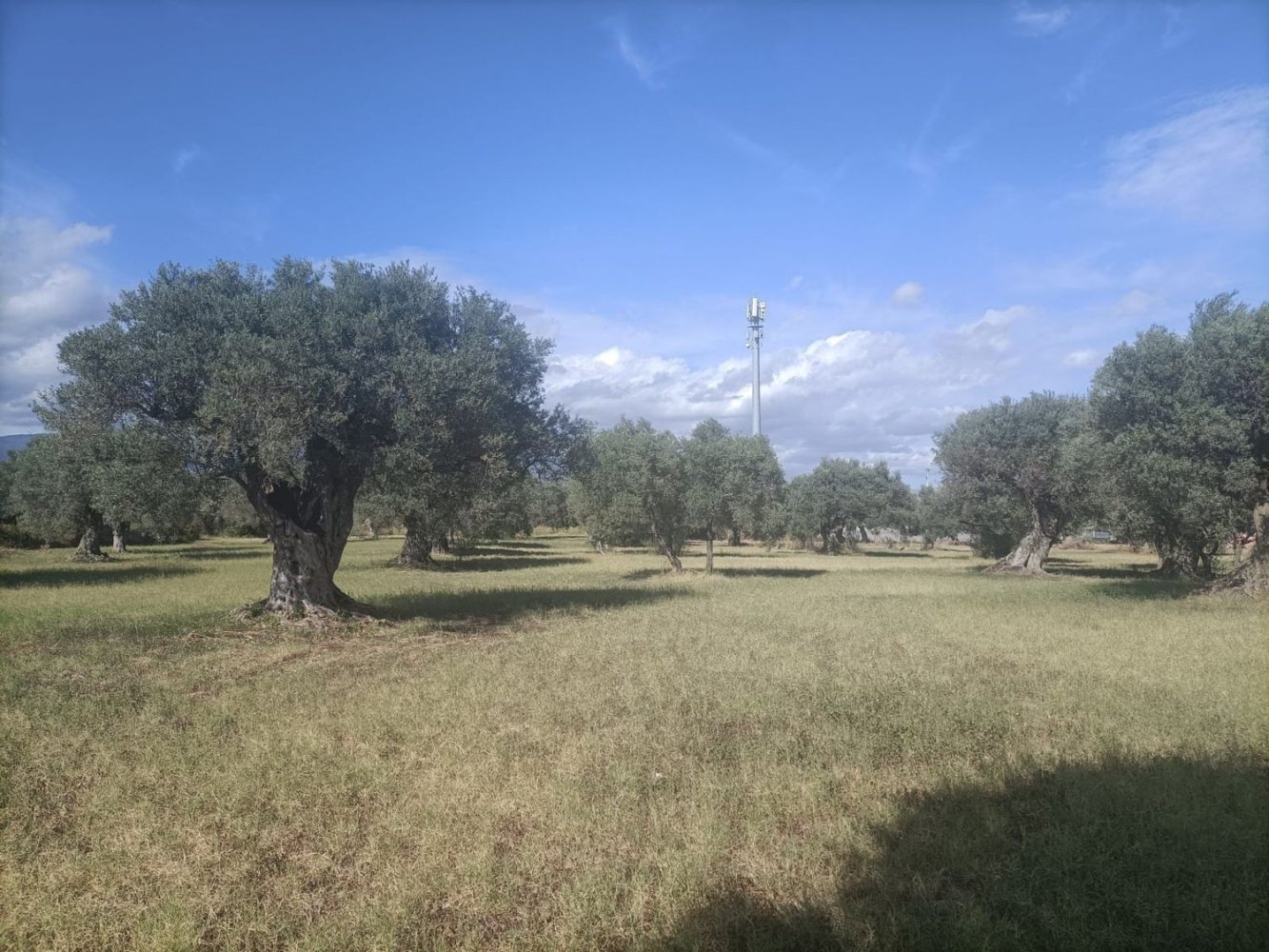  قطعة أرض في Siderno, Italy رقم 344353