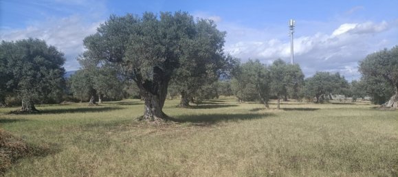  قطعة أرض في Siderno, Italy رقم 344353 2