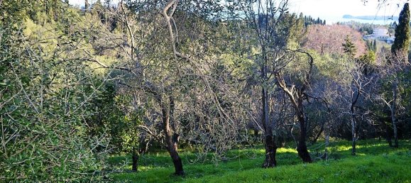 10000m² Hotel in Corfu, Greece No. 5180 13