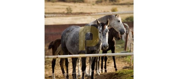 Замки и поместья с 8 спальнями в Элваш, Португалия № 103761 42