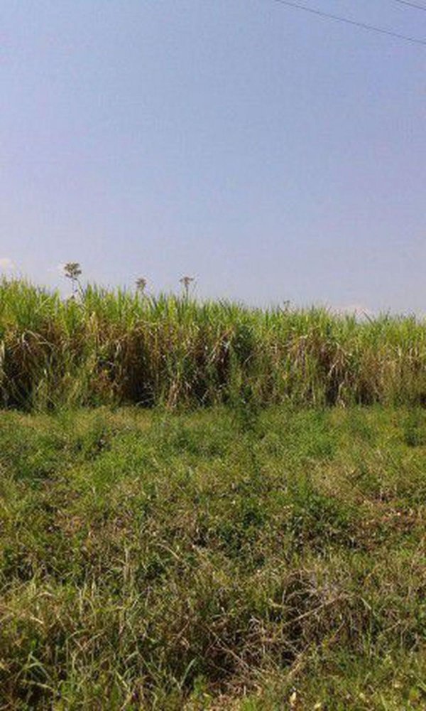 Grundstück in Chascomus, Argentina, Nr. 45092