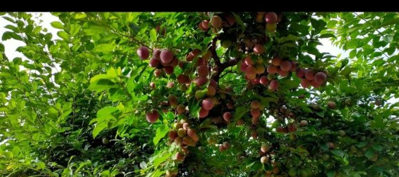  Land in Murcia, Spain No. 162039 7