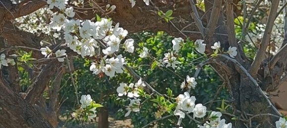  Land in Murcia, Spain No. 162039 6