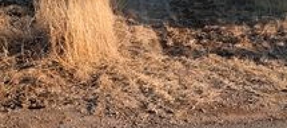 Земельный участок 8000м² в Мезанье, Италия № 281321 2