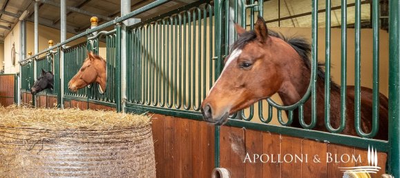 27-Zimmer Haus in Castelnuovo Berardenga, Italy, Nr. 56464 13