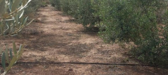 3 bedrooms House in Alhama de Murcia, Spain No. 156218 29