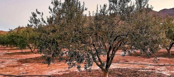 قطعة أرض في Almeria, Spain 6711متر مربع رقم 187242 4