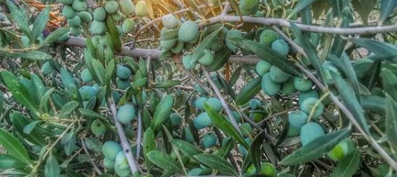 قطعة أرض في Almeria, Spain 6711متر مربع رقم 187242 7